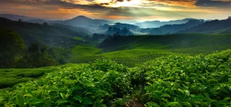 Tea Fields - Cameron Highland, Malaysia